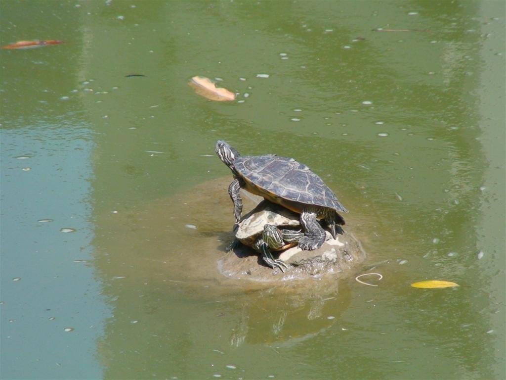 aturtleperchedonanotherturtle.jpg