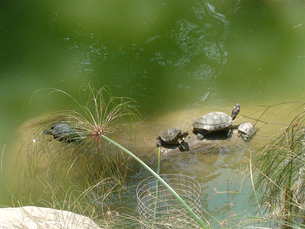 icanttakeenoughturtlephotos.jpg