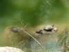 icanttakeenoughturtlephotos_small.jpg