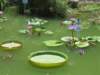 lillypads_small.jpg