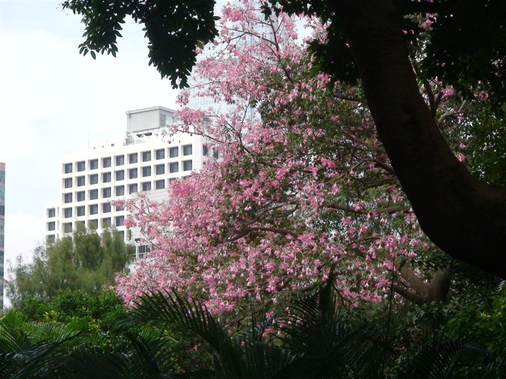 pinkblossoms.jpg