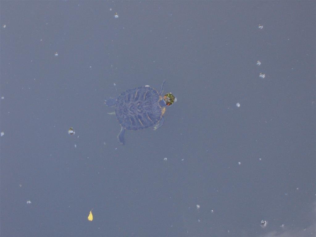 aturtlesswimsaround.jpg