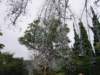 wewenttohakonejapanwhichislikeanationalparktheretheyhaveaglassmuseumdoneinthestyleof1600sitalyhereisaglasstree_small.jpg
