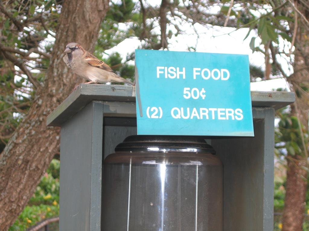 abirdguardsthefishfoodandhopesforhandouts.jpg