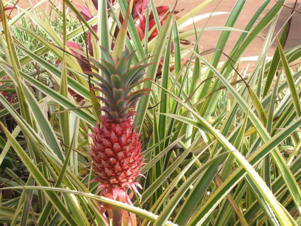 areddishpineappleatdole.jpg