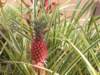 areddishpineappleatdole_small.jpg