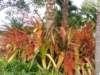 plantsatdole_small.jpg