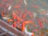 wefedthefishatthedoleplantation_small.jpg