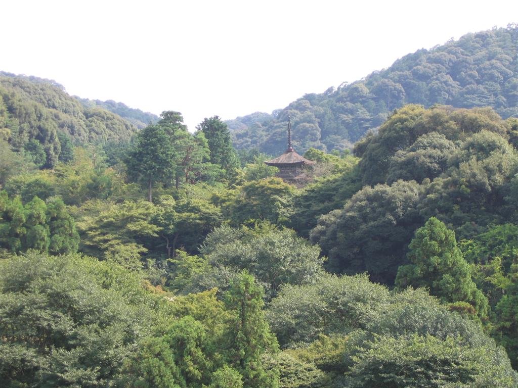 atemplehiddenintheforest.jpg