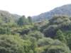 atemplehiddenintheforest_small.jpg