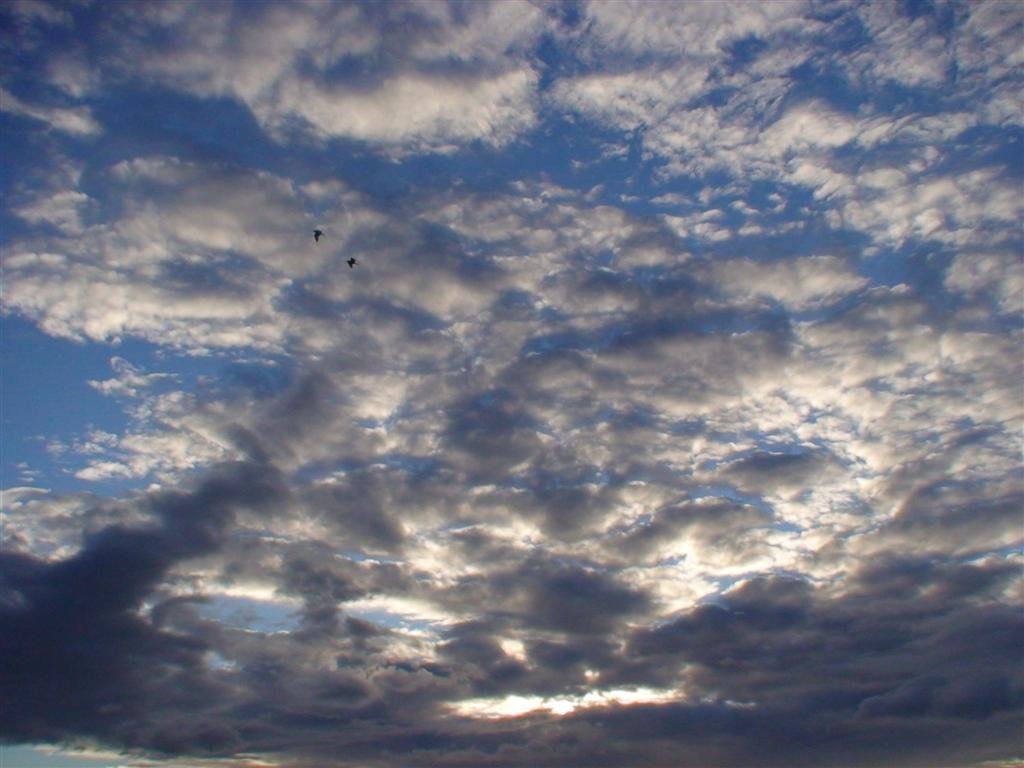 twobirdsinthesky.jpg