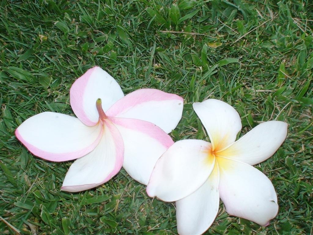 theseflowersareallovertheplacehere.jpg