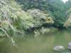atthenaritasanshrineareathereisabeautifullakewithlargegoldfishinit_small.jpg