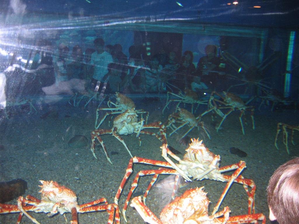 hugecrabs.jpg