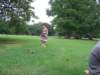allysearchesthegroundforleavesandsticks_small.jpg