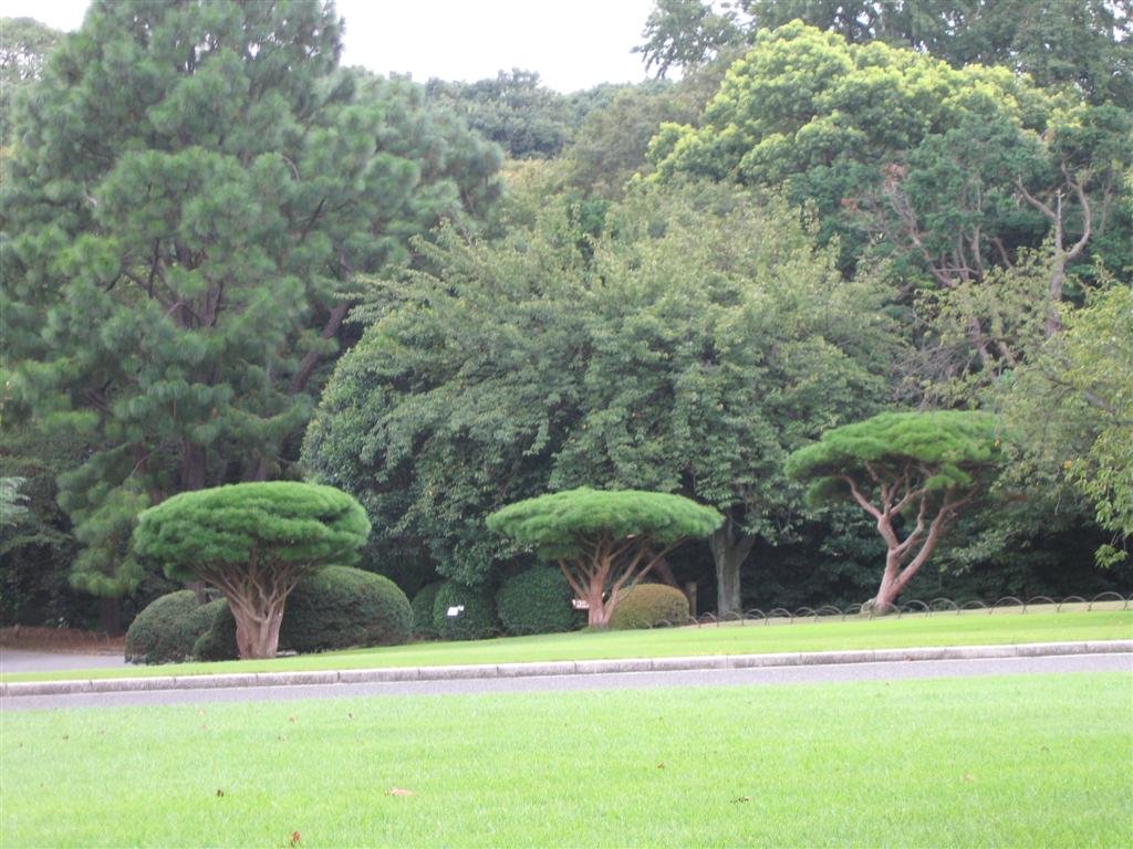 bonsailookingtrees.jpg