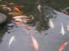 thefish_small.jpg