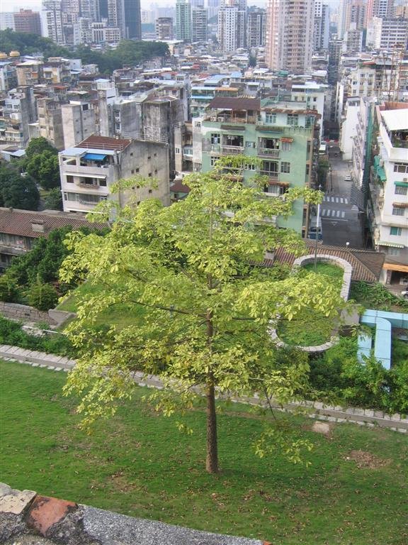 aprettytree.jpg