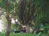 atreewithlotsofvines_small.jpg
